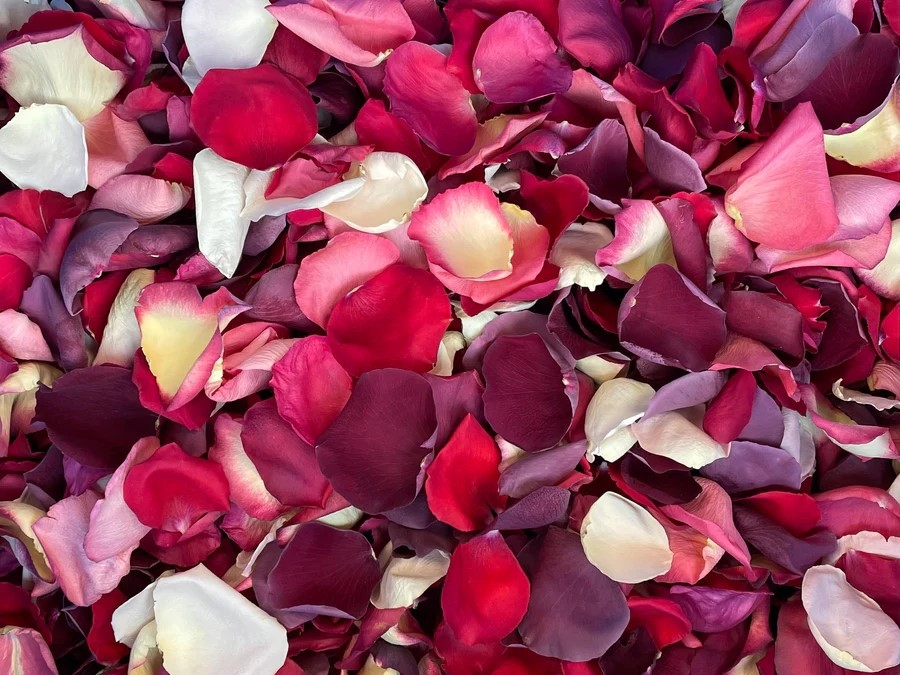 Freeze Dryer Applications | Shaanxi Achieve chem-tech Freeze Dryer Applications | Shaanxi Achieve chem-tech